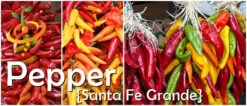 Pepper (Hot) - Santa Fe Grande 🔥 -seedsnow Sales Store page ae48cdf1 d2c7 45a5 b982 ed182994a756