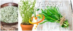 Tarragon (Dragon Wort) -seedsnow Sales Store page b256f6e6 0ac7 49b8 a730 87a5de1b602d