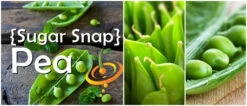 Pea (Snap) - Sugar -seedsnow Sales Store page b7c4328e ce66 4486 a7f6 1b1da0d5663b
