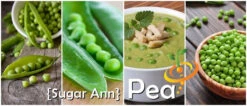 Pea (Snap) - Sugar Ann -seedsnow Sales Store page b9b4a6f2 4f1d 4b4a 8d41 8a8dfb16f66c