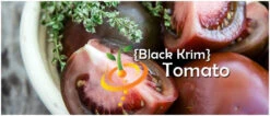 Tomato - Black Krim (Indeterminate) 13 Tomato - Black Krim (Indeterminate) -seedsnow Sales Store page c0a86f3e 31a2 402c a4ae 2d0c316d5114