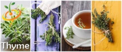 Thyme -seedsnow Sales Store page c140bdf6 d23d 497c 82e3 db62e5141802