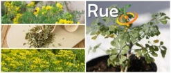 Rue -seedsnow Sales Store page c280234f c212 4899 bc1e bc2f7c56848c