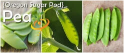 Pea - Oregon Sugar Pod -seedsnow Sales Store page c511b8ec 13c3 4380 ba56 36906c43ac63