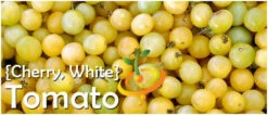 Tomato - Cherry, White (Indeterminate) 10 Tomato - Cherry, White (Indeterminate) -seedsnow Sales Store page c919ef80 67dd 4aa1 b2d2 b3e4a177e2d0