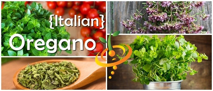 Oregano - Italian 9 Oregano - Italian - Image 7