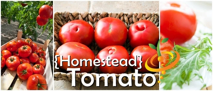 Tomato - Homestead (Determinate) 9 Tomato - Homestead (Determinate) - Image 7