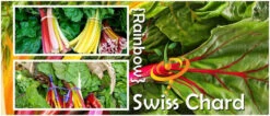 Swiss Chard - Rainbow Mix -seedsnow Sales Store page d0e5d387 6b9b 4459 8c86 6c07ebc5cd4f