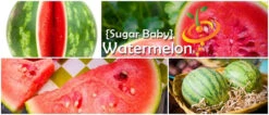Watermelon - Sugarbaby -seedsnow Sales Store page d257315c b480 4113 a4ce 07d5e8257024