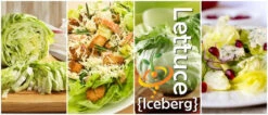 Lettuce - Iceberg -seedsnow Sales Store page d650deda bdba 4a4f 81c8 7cb734e082b4