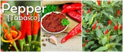 Pepper (Hot) - Tabasco 🔥🔥🔥 -seedsnow Sales Store page e111dc2a 1c5e 451e a1c4 bed0a9ed7c35