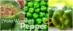 Pepper (Sweet) - Yolo Wonder -seedsnow Sales Store page e33e0867 ab28 410e a157 dc45a48c45fb