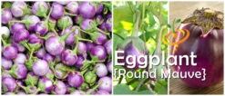 Eggplant - Round Mauve -seedsnow Sales Store page e5366187 6dad 4f97 a7b1 81b053776630