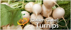 Turnip - Golden Globe -seedsnow Sales Store page f0e75c9a 3a37 4add bd08 23ee308086dd