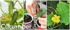 Cucumber - Space Master -seedsnow Sales Store page f0ebae70 069c 462b aed5 4b32316d3a6e