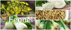 Fennel -seedsnow Sales Store page fab12ee2 63ee 42d6 9dc8 cb08f7269601