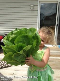 Lettuce - Romaine, Classic "Paris Island Cos" -seedsnow Sales Store rdevoy76