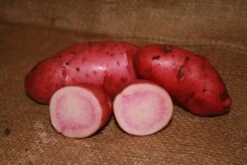 Potato (Late-Season) Fingerling - Red Thumb (Organic/Heirloom) -seedsnow Sales Store red thumb 1