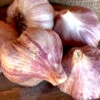 Garlic - (Hard Neck) Russian Red (Organic)