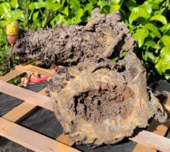 Rhubarb Root, Crimson Cherry -seedsnow Sales Store rhubarbroots3