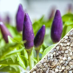 Pepper (Hot) - Pretty Purple 🔥🔥🔥🔥 -seedsnow Sales Store sPepper Pretty Purple HOT seed