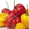 Pepper (Hot) - Scotch Bonnet, Red 🔥🔥🔥 -seedsnow Sales Store scotch bonnet red