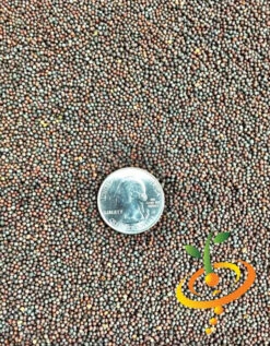 Mustard - Old Fashion -seedsnow Sales Store seeds Mustard Old Fashion