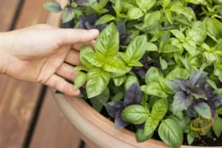 Basil, Genovese (Sweet Basil) -seedsnow Sales Store shutter 9