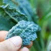 Kale - Lacinato "Dinosaur" Tuscan -seedsnow Sales Store shutterstock 106338710 700x 58badb9a 4c97 4e87 ba8a bce0da2bbdd3