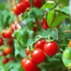 Tomato - Gardener's Delight/Sugar Lump (Indeterminate) -seedsnow Sales Store shutterstock 106520732 700x de7c3bb7 18c1 4748 bc6b 117ea55f7648