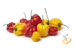 Pepper (Hot) - Scotch Bonnet, Yellow 🔥🔥🔥 -seedsnow Sales Store shutterstock 106553933