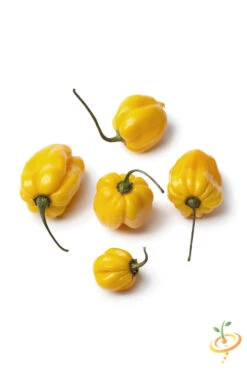 Pepper (Hot) - Scotch Bonnet, Yellow 🔥🔥🔥 -seedsnow Sales Store shutterstock 106553957