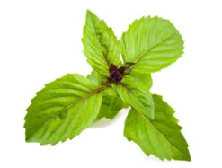 Basil, Cinnamon (Mexican Basil) 18 Basil, Cinnamon (Mexican Basil) -seedsnow Sales Store shutterstock 108192278