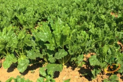 Beet - Detroit (White) -seedsnow Sales Store shutterstock 108295184