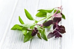 Basil, Cinnamon (Mexican Basil) 21 Basil, Cinnamon (Mexican Basil) -seedsnow Sales Store shutterstock 109622435