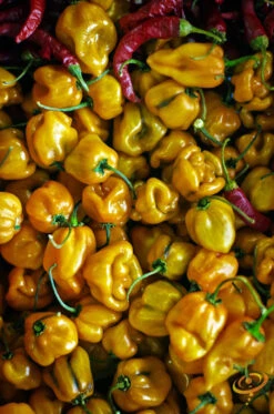 Pepper (Hot) - Habanero, Lemon 🔥🔥🔥🔥 -seedsnow Sales Store shutterstock 110571935 700x 69818bab 1ab1 4acb ac2f de1ccce69b17