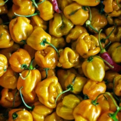 Pepper (Hot) - Habanero, Lemon 🔥🔥🔥🔥 -seedsnow Sales Store shutterstock 110571935 700x fbc0d3ae 55ef 4704 998b 68ebf8fab96a