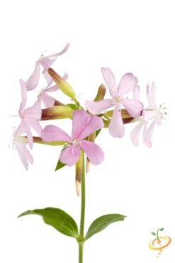 Flowers - Soapwort -seedsnow Sales Store shutterstock 110964590