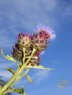 Cardoon (Purple Artichoke Thistle) 19 Cardoon (Purple Artichoke Thistle) -seedsnow Sales Store shutterstock 111700865
