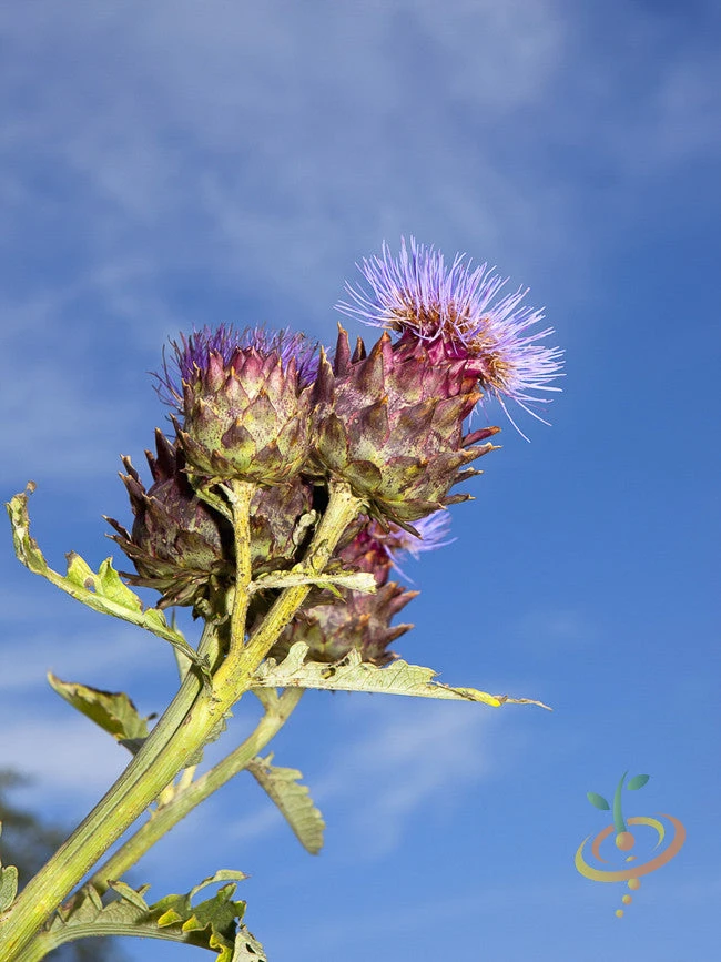 Cardoon (Purple Artichoke Thistle) 8 Cardoon (Purple Artichoke Thistle) - Image 6
