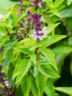 Basil, Cinnamon (Mexican Basil) 19 Basil, Cinnamon (Mexican Basil) -seedsnow Sales Store shutterstock 112417967