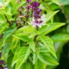 Basil, Cinnamon (Mexican Basil) -seedsnow Sales Store shutterstock 112417967 700x 19ef12a2 ecba 4c5a 82c2 1edf9b71bc9a