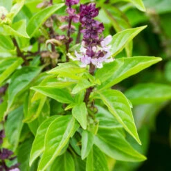 Basil, Cinnamon (Mexican Basil)