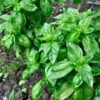 Basil, Italian Large Leaf