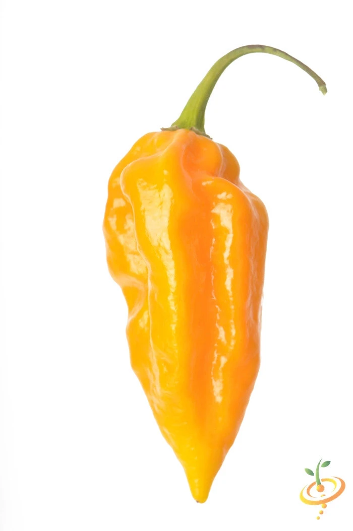 Pepper (Hot) - Devil's Tongue, Yellow 🔥🔥🔥🔥🔥 5 Pepper (Hot) - Devil's Tongue, Yellow 🔥🔥🔥🔥🔥 - Image 3