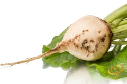 Beet - Detroit (White) -seedsnow Sales Store shutterstock 115085932