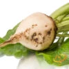 Beet - Detroit (White) -seedsnow Sales Store shutterstock 115085932 700x f2b83707 e34f 4431 99b4 8ed45d659434