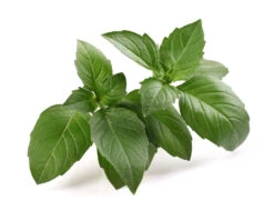 Basil, Italian Large Leaf 17 Basil, Italian Large Leaf -seedsnow Sales Store shutterstock 115477138