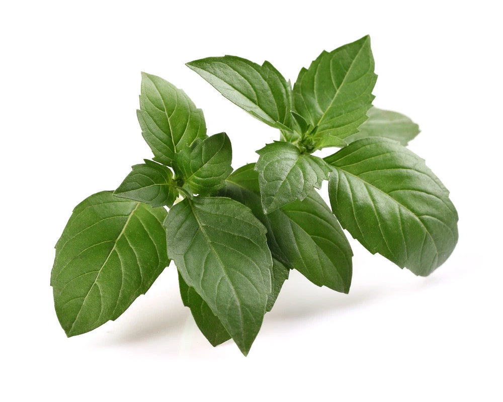 Basil, Italian Large Leaf 8 Basil, Italian Large Leaf - Image 6