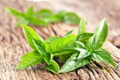 Basil, Italian Large Leaf 19 Basil, Italian Large Leaf -seedsnow Sales Store shutterstock 117679969